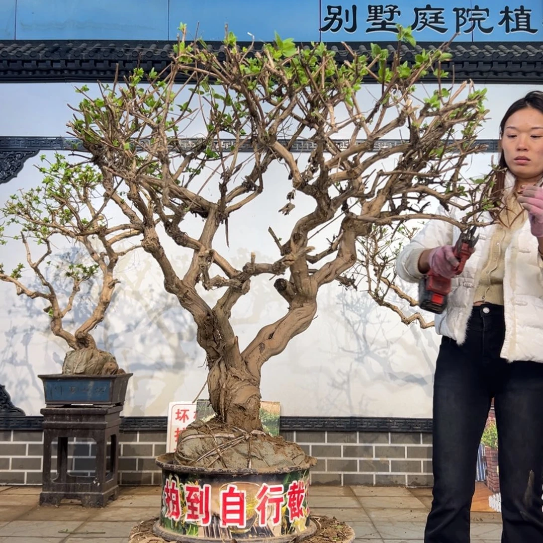 无花朵金银花8989888888