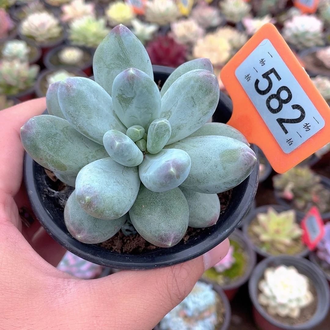 星空美人582号多肉