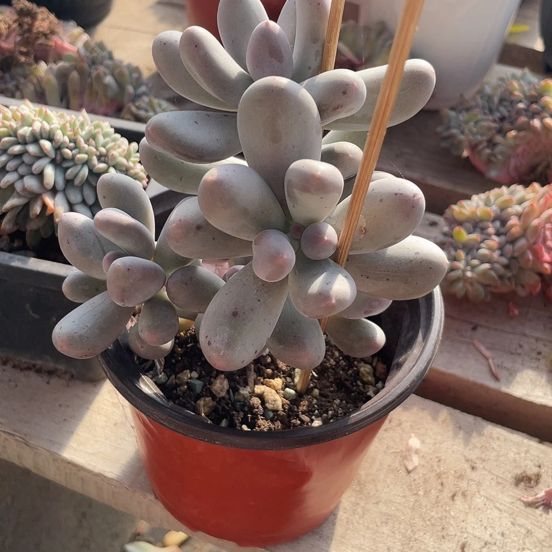 米可群生多肉植物133