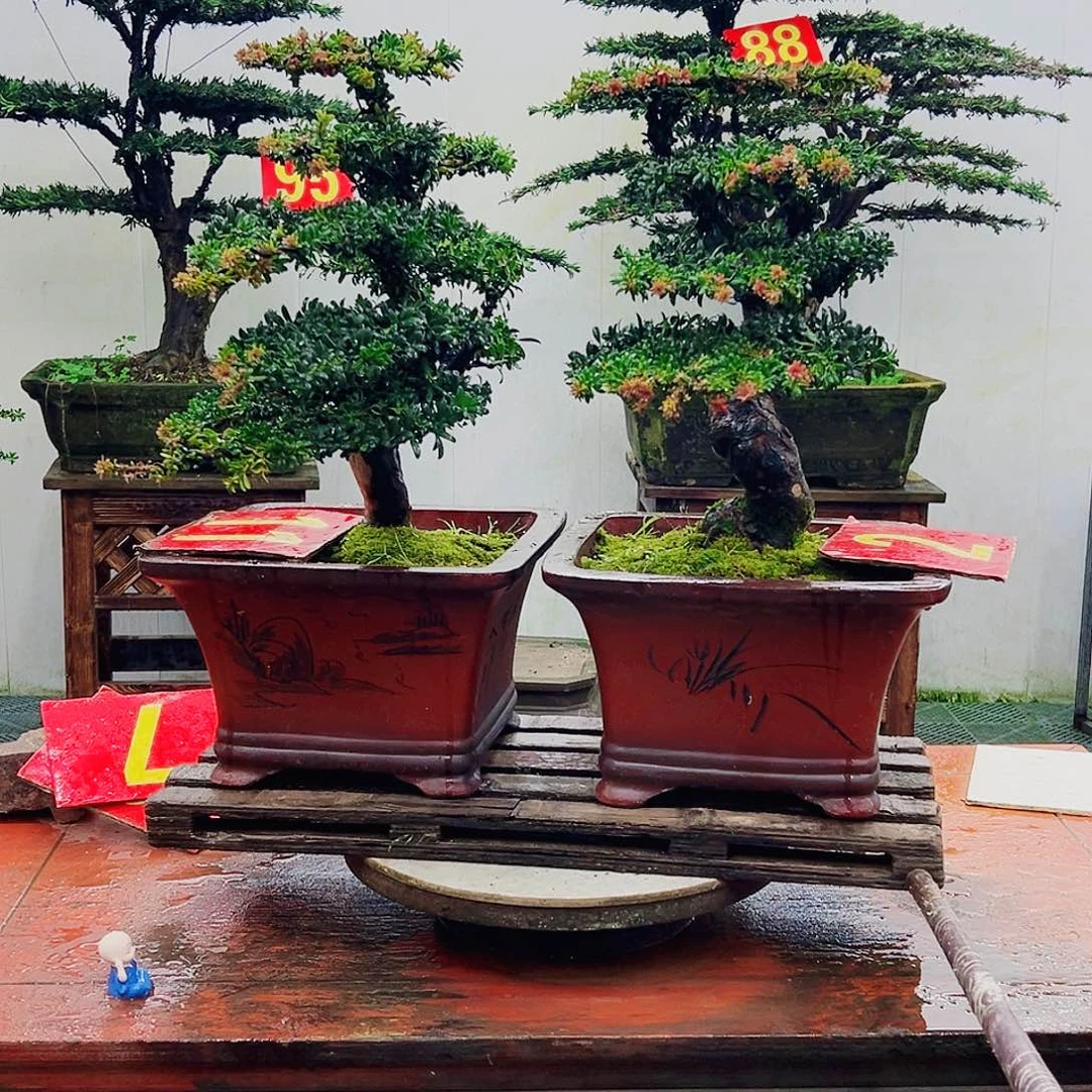 不开花植物罗汉松