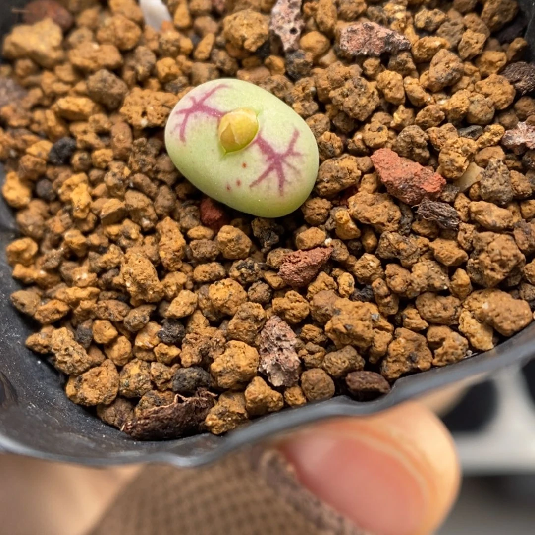 多肉植物肉锥杂交K-3623（1.9）超八杂猴脸