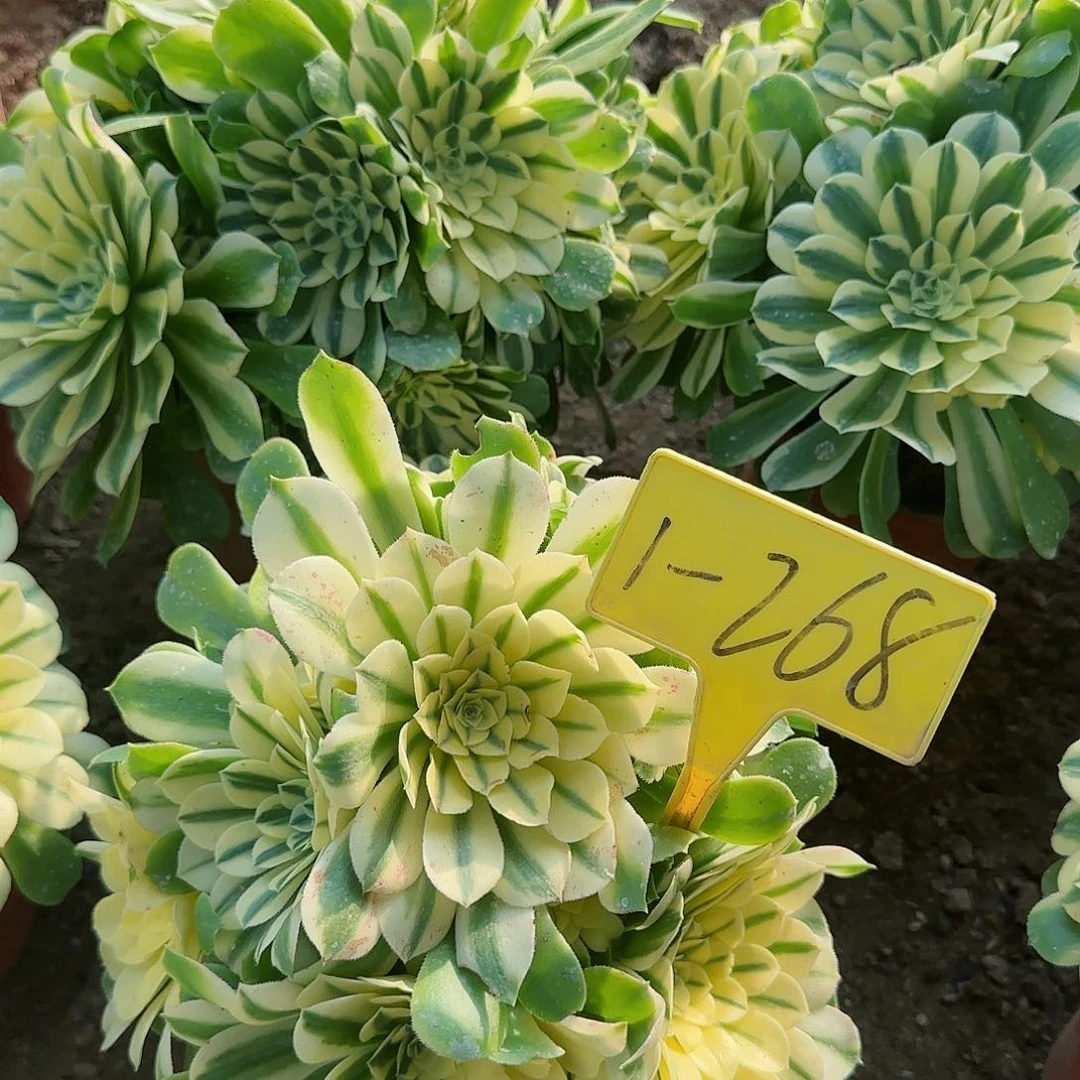 小*格1-268---多头多肉植物