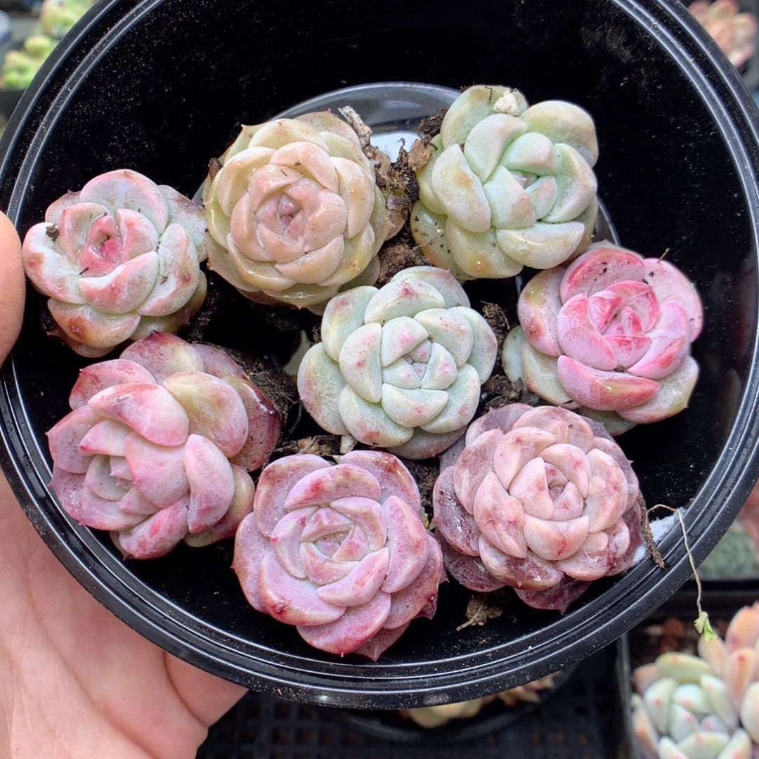 G34珍妮，柿子多肉20包邮两天凑单