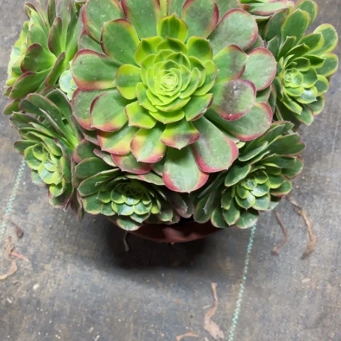 幸*平多肉植物奶白锦