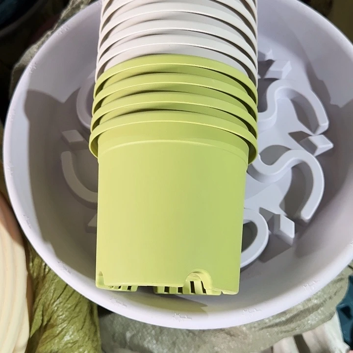 四季1号果绿无托10个