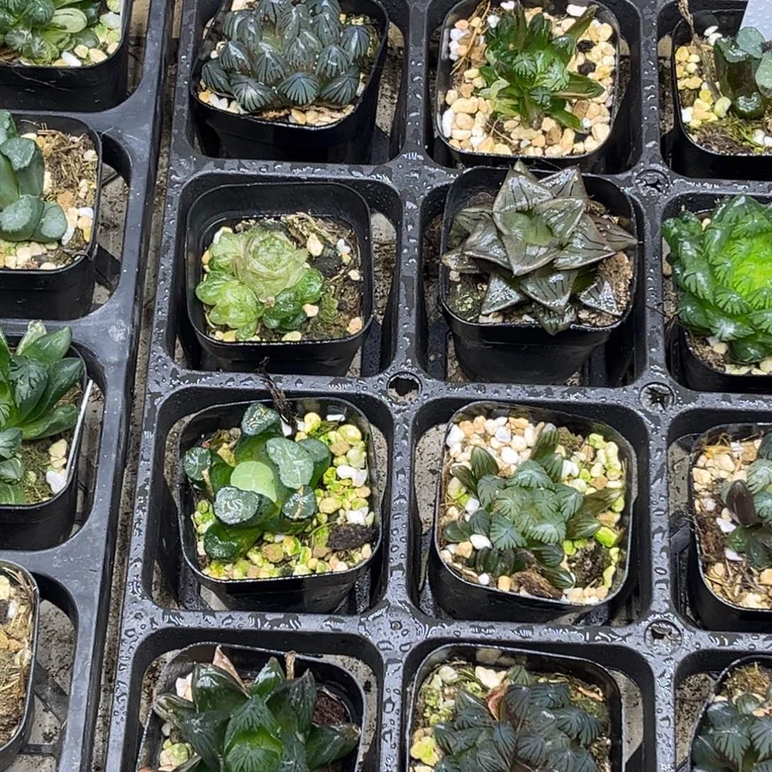 25 脱土包邮8颗福利