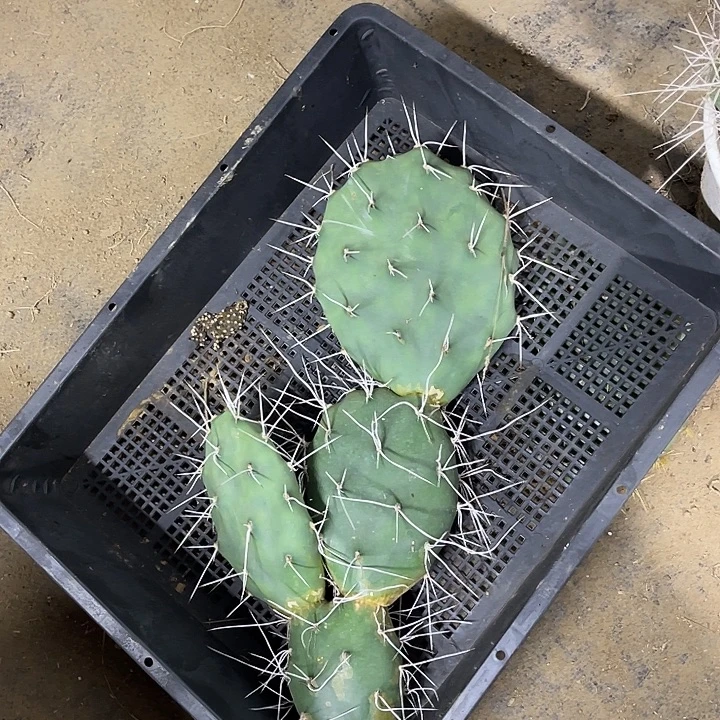 M***嬢硫磺长白曲刺一棵135米