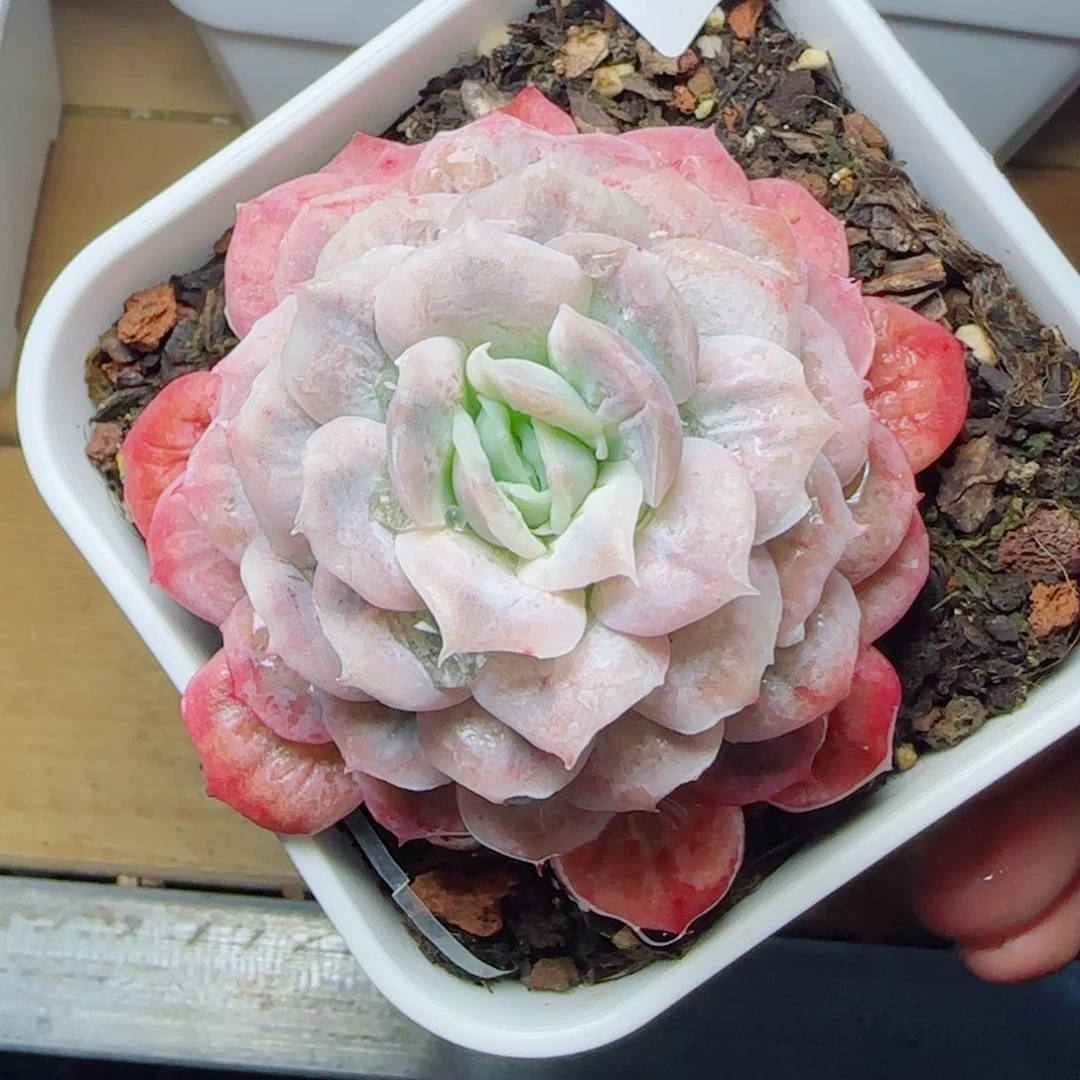 泡泡纱裙，9560多肉植物