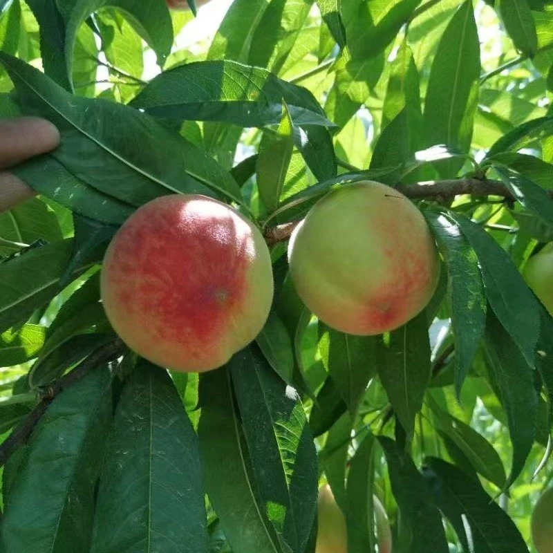 北京平谷本地(老久保 )大水蜜桃  香甜可口应季采摘 脆甜爽口顺丰次日达北京市