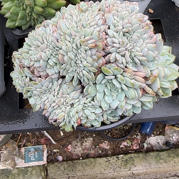青蛙王子儿童牙膏11