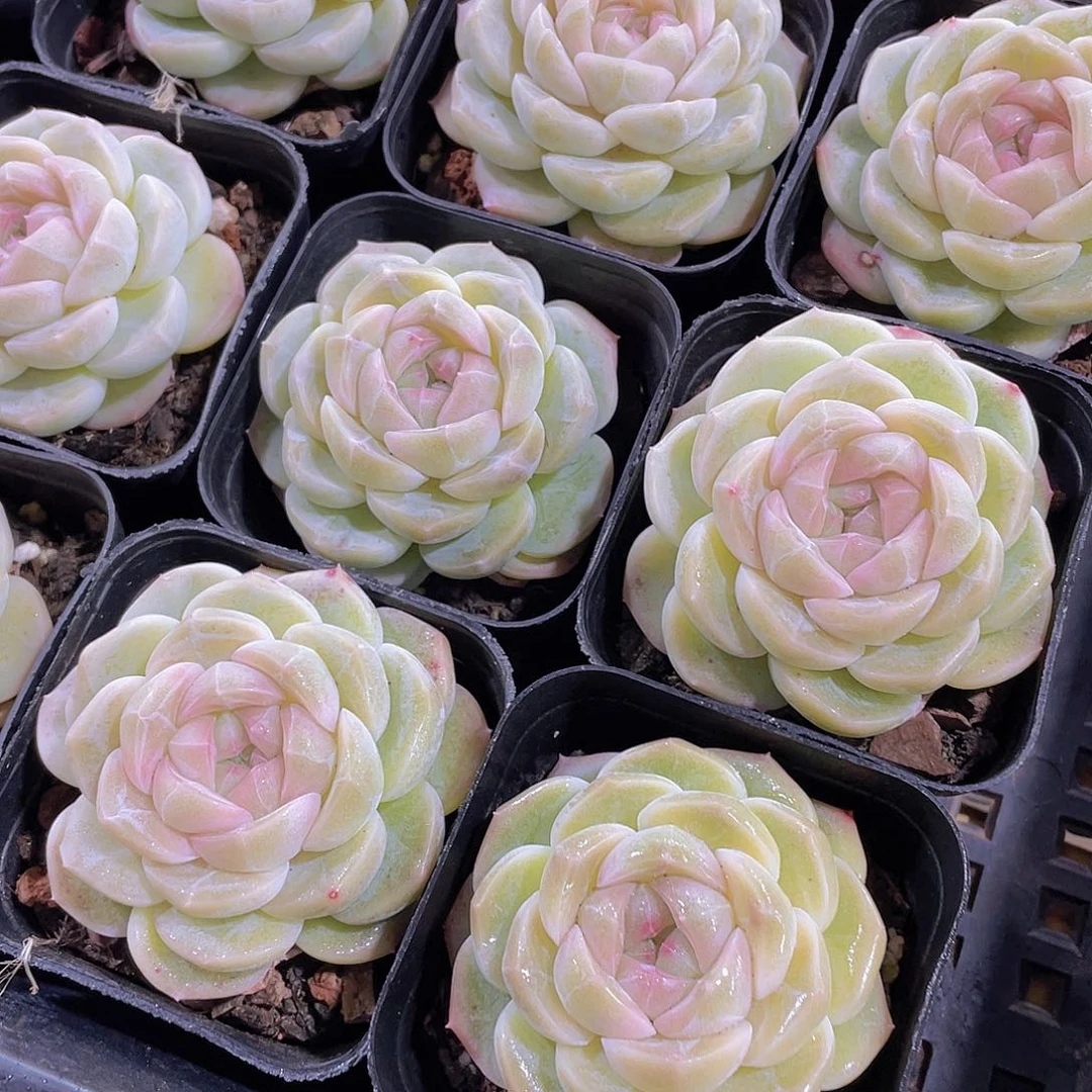 量拍27号 丸叶冰透雪团子珍妮一颗