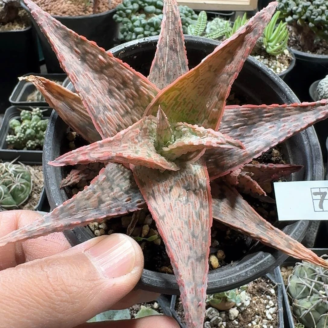 75圣诞芦荟脱土发货10cm以上一个随机