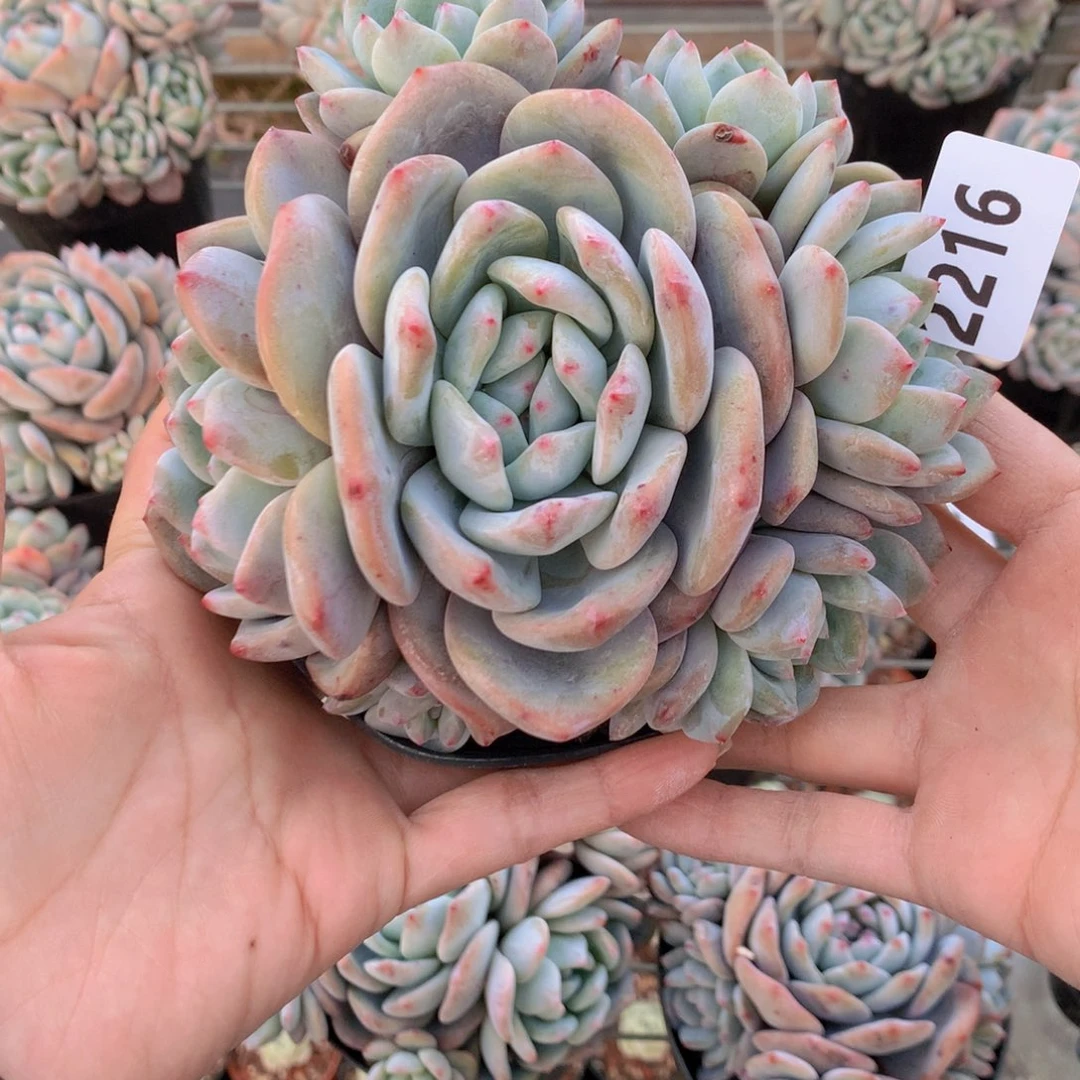 暖**光2216多头一个小孩子在等待我