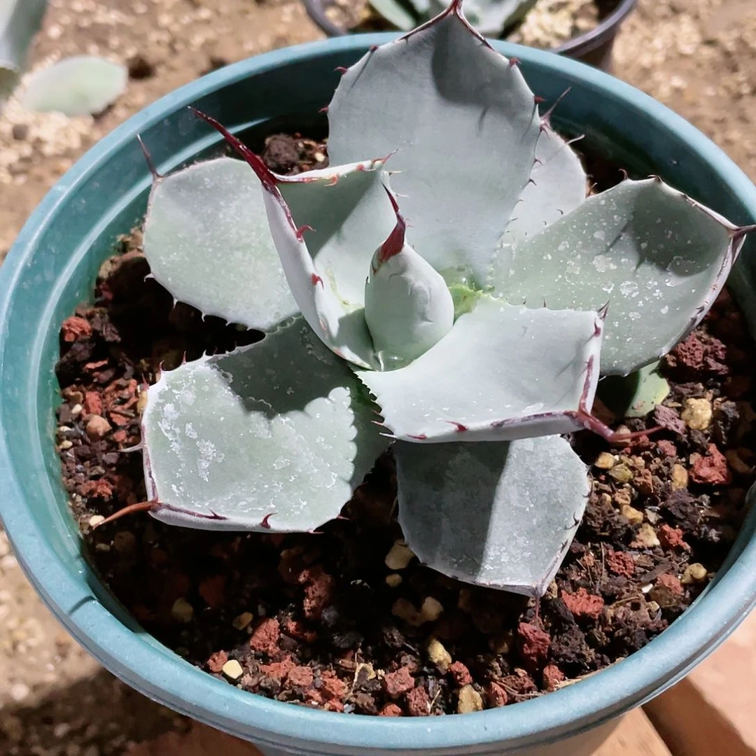 罗*福克斯大颗龙舌兰包邮