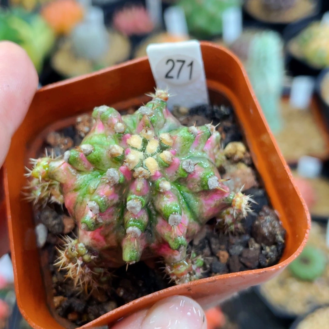盆5公分满25包邮裸根发货