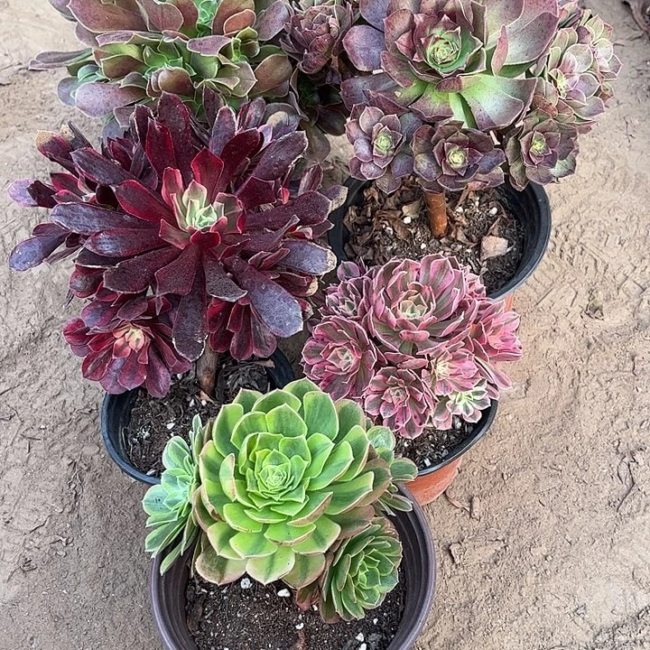 022多肉植物组合，