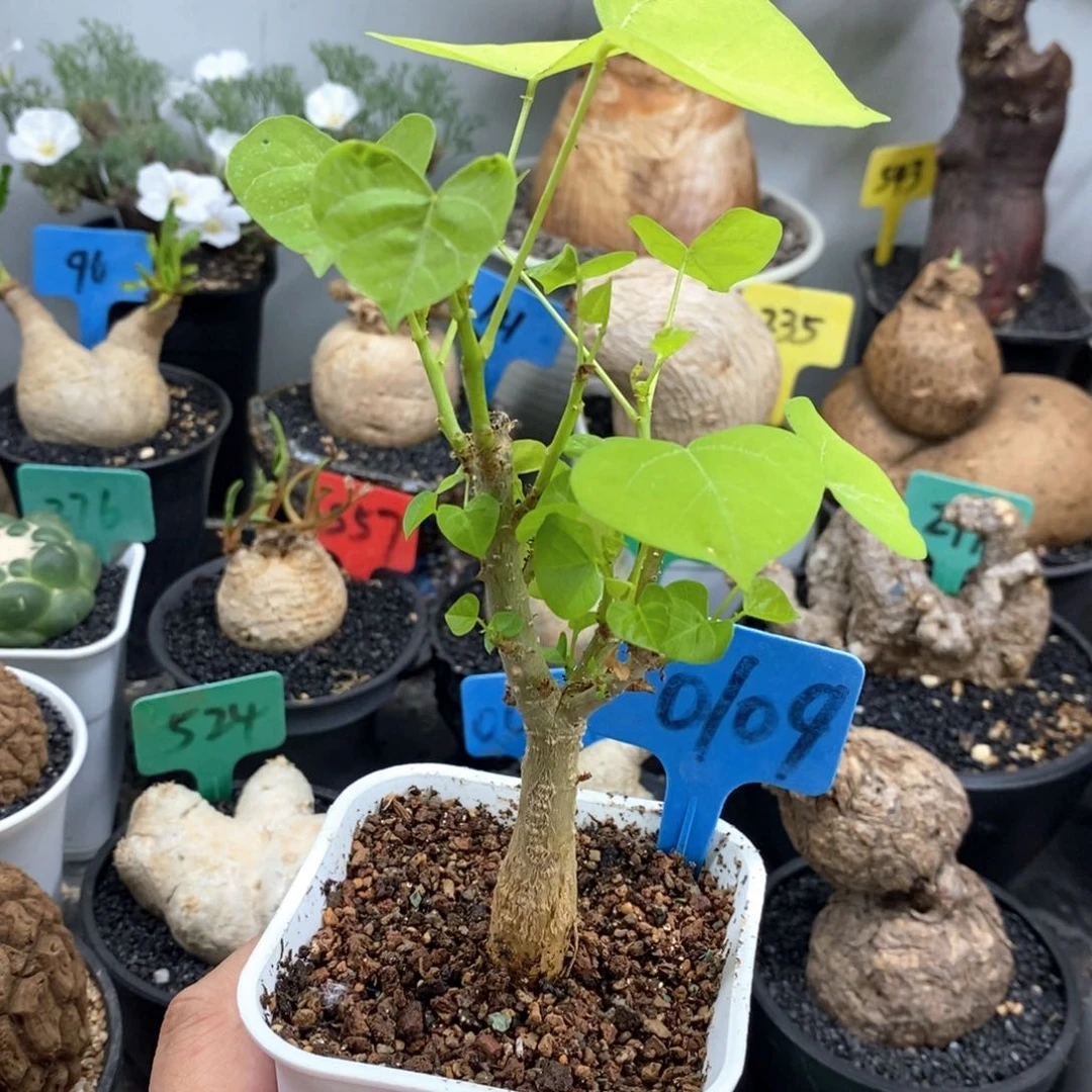 刺桐多肉植物一个