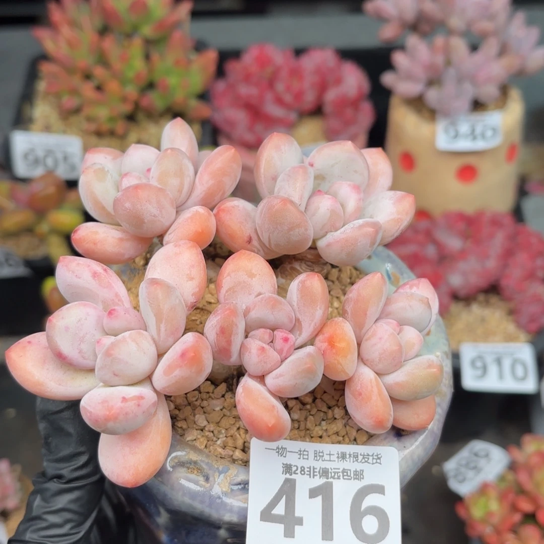 香水老桩无盆土发货