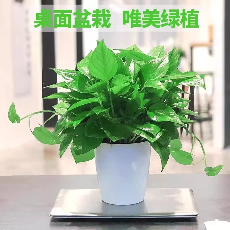 绿萝盆栽室内吸甲醛净化空气长藤垂藤大绿箩植物水培土培花卉绿植