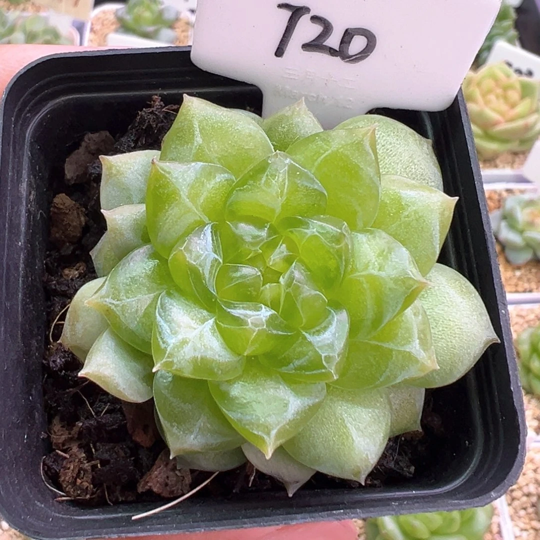 720号风花雪月系列