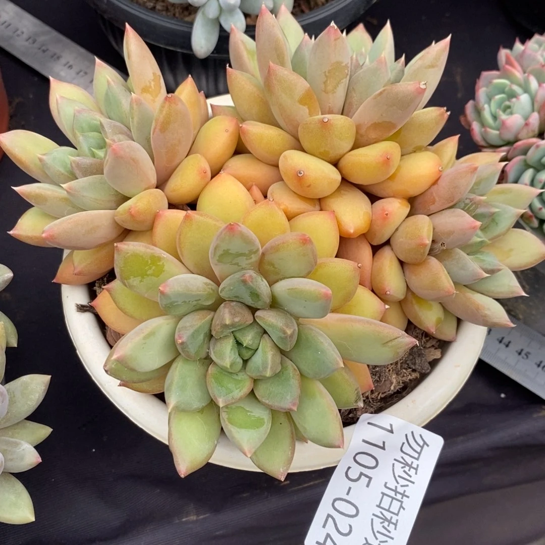 蓝*两单包邮1105-24象牙