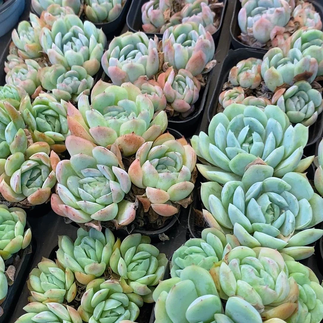 团。贝瑞。福利多多