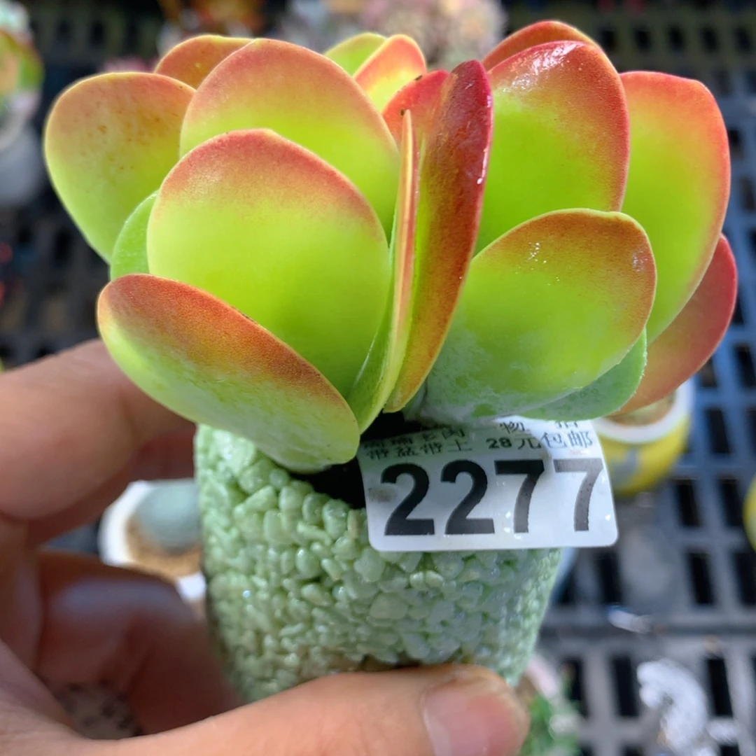 精控多肉植物2277