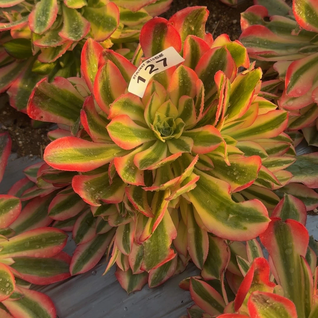 127女巫。多肉植物