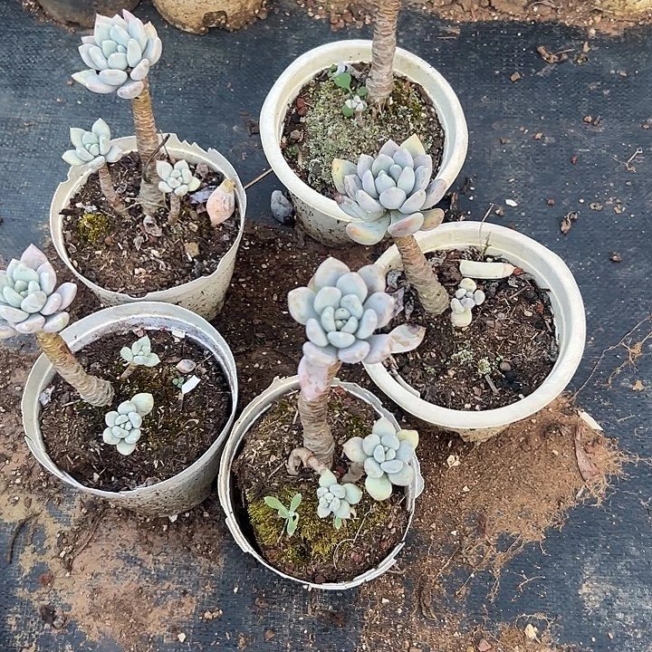 曦***多肉植物实物直播实物89
