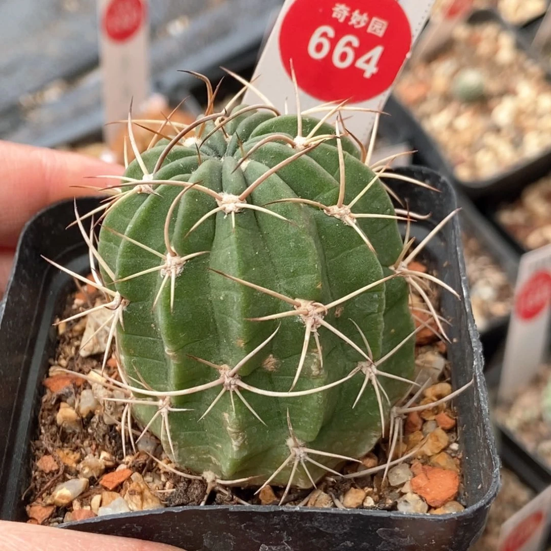 狂风丸一颗仙人球