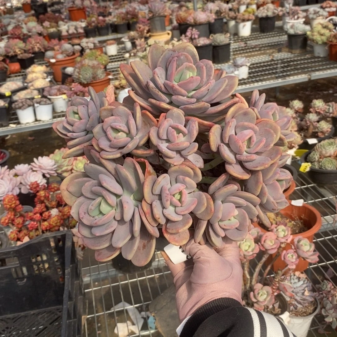 759昼夜星河一物一拍