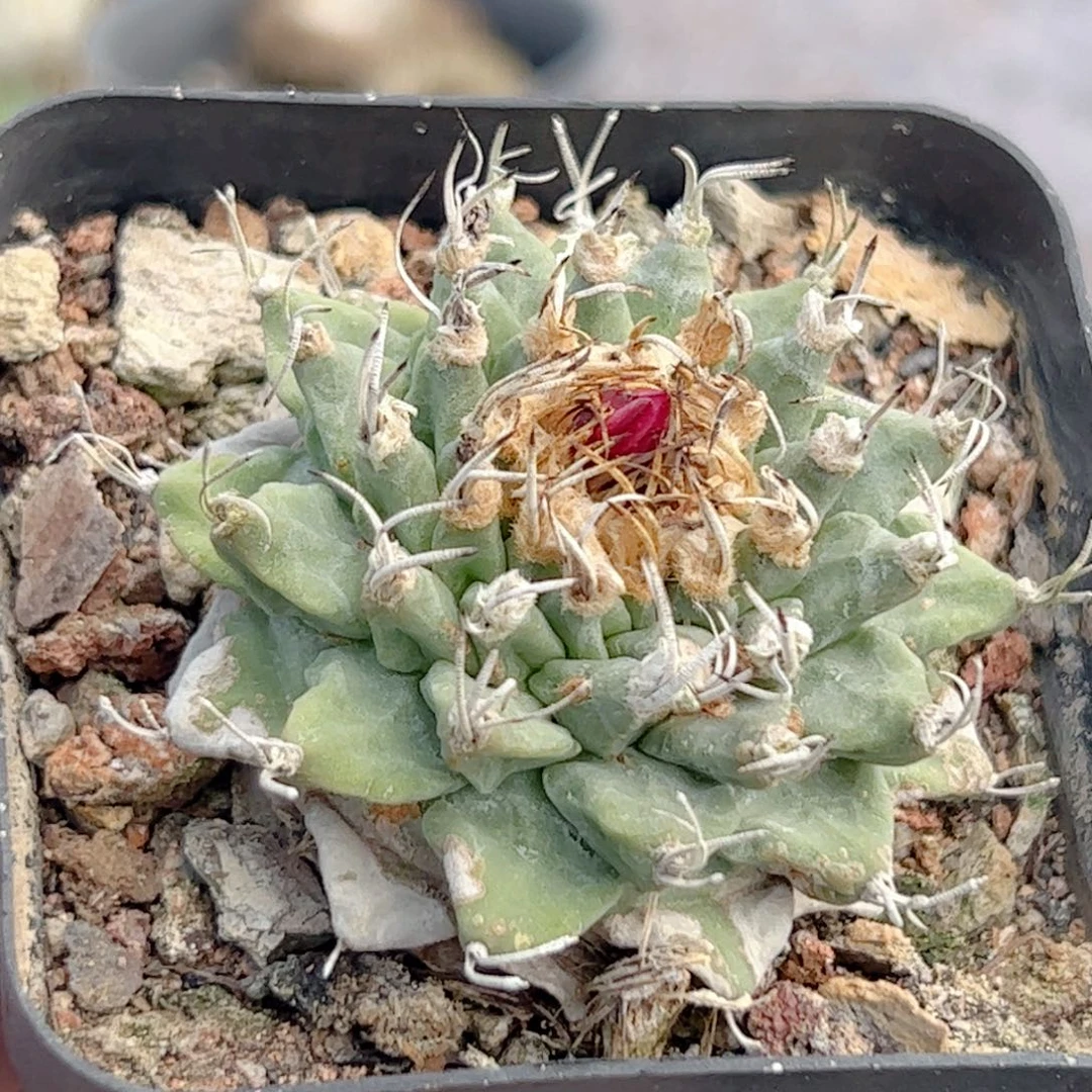 实生 赤花娇丽仙人球