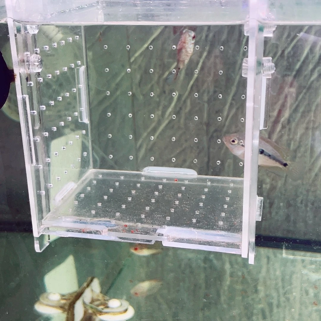 嘉***涂罗汉鱼金花练手苗20条