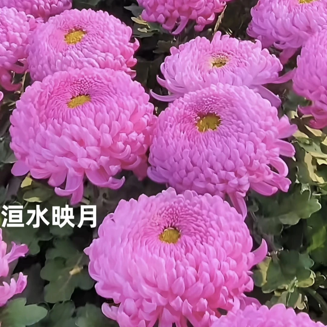 洹水映月大苗【 九月菊】   菊花苗 带土发货不打标签