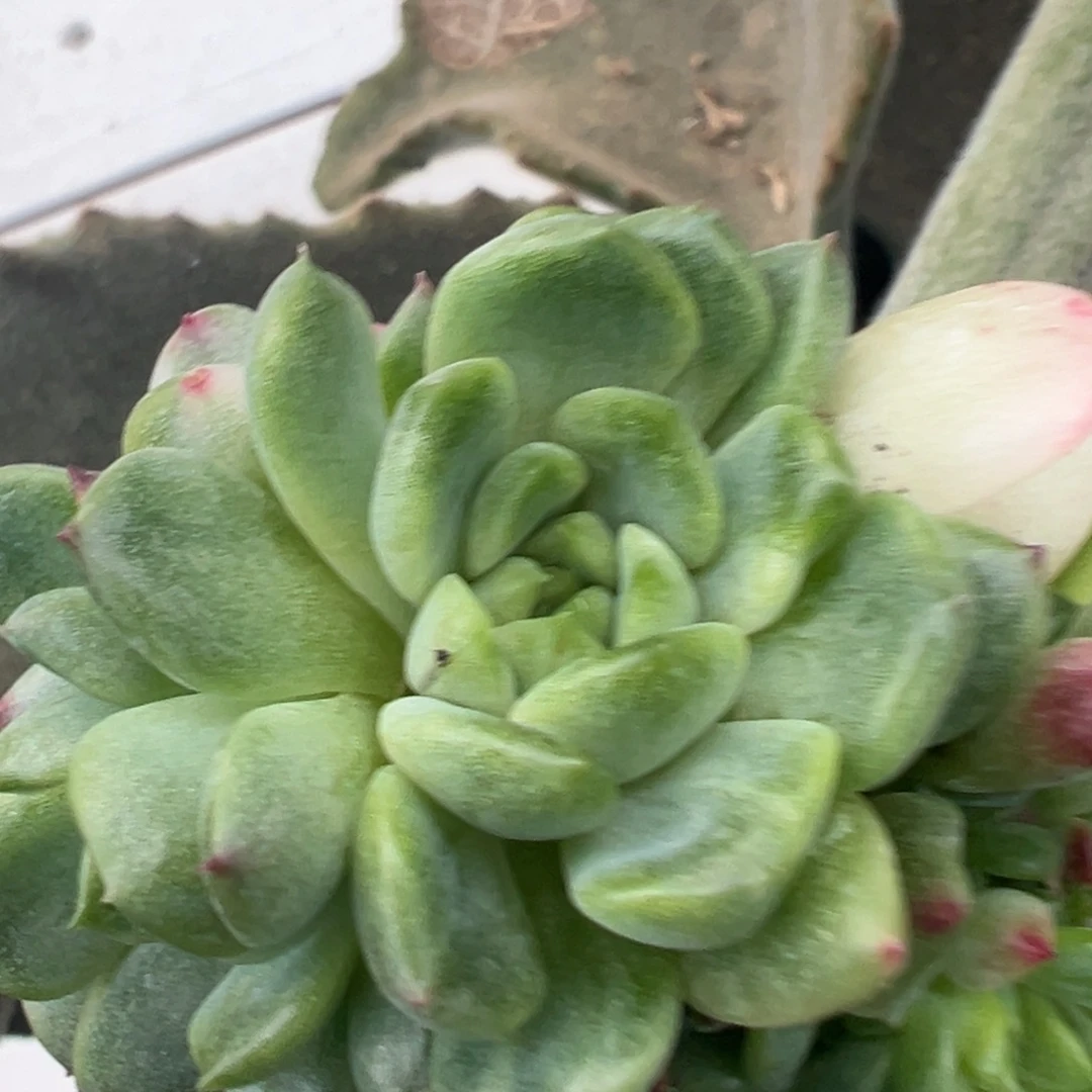 ****挞宝石珍妮锦，绿头预定