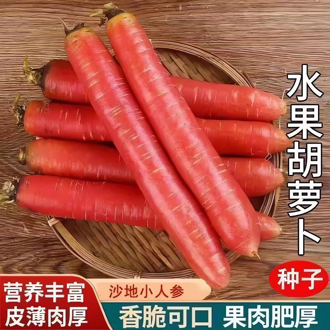 【新种上市】水果胡萝卜的种子 生吃甜脆透心红胡萝卜种子 萝卜种子