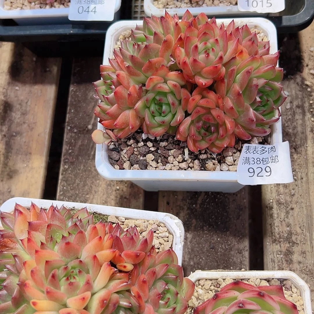 小****多肉一物一拍植物929