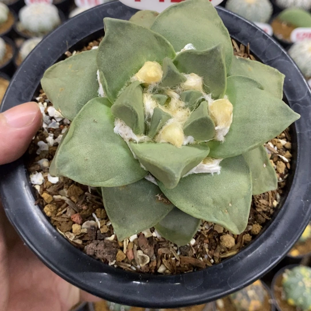 1429牛舌牡丹福利多多