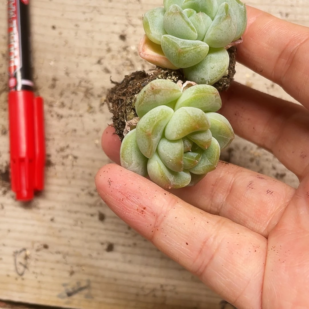 刚毅 中苗穴一个满25包邮