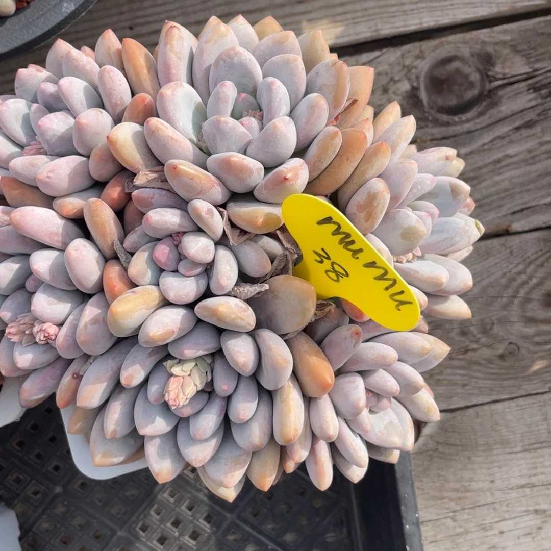 ?****u奶酪体香水群生一个38