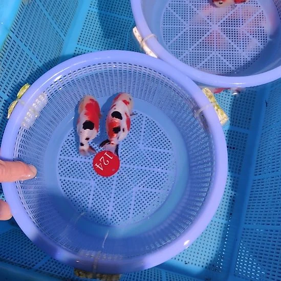 爱***谁金鱼124兰寿两只特价顺丰包邮