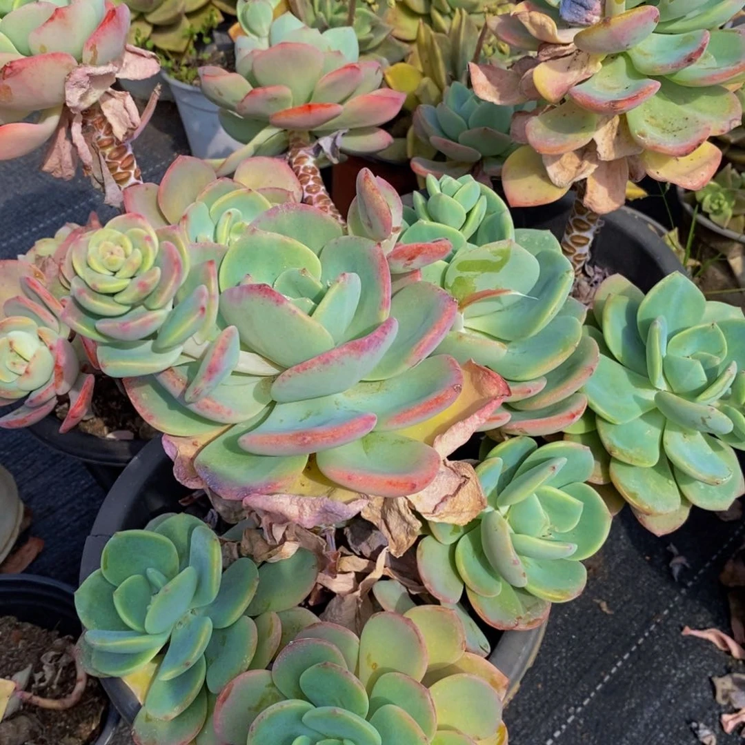 白月光三头起三盆多肉