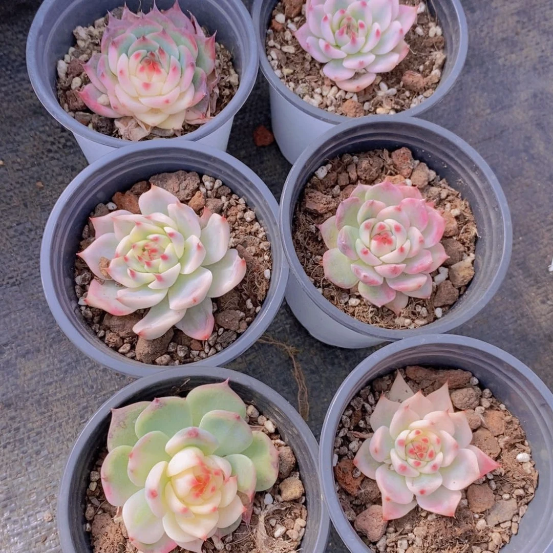 1212-43-小吉娃娃锦福利一个 3厘米