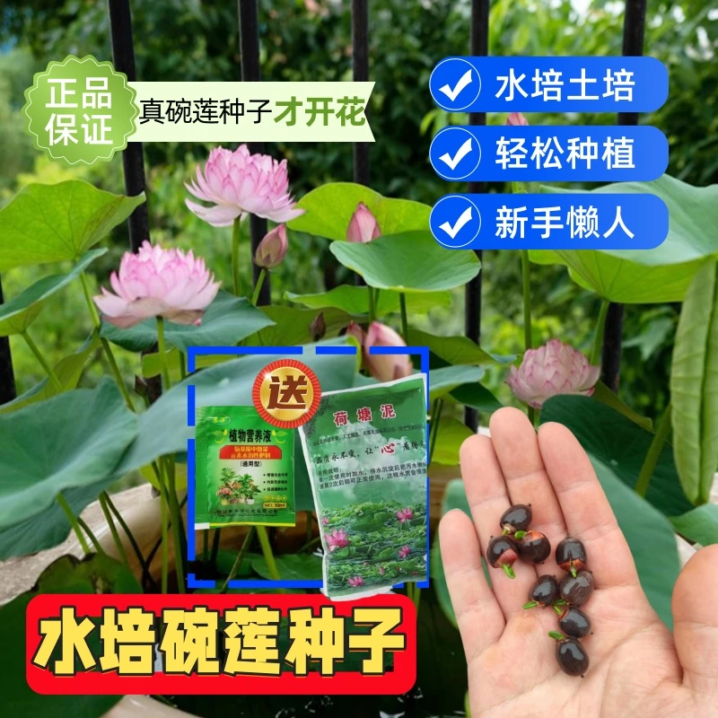 【买一送二】四季开花碗莲种水培碗莲种子睡莲花卉好养种籽荷花盆栽