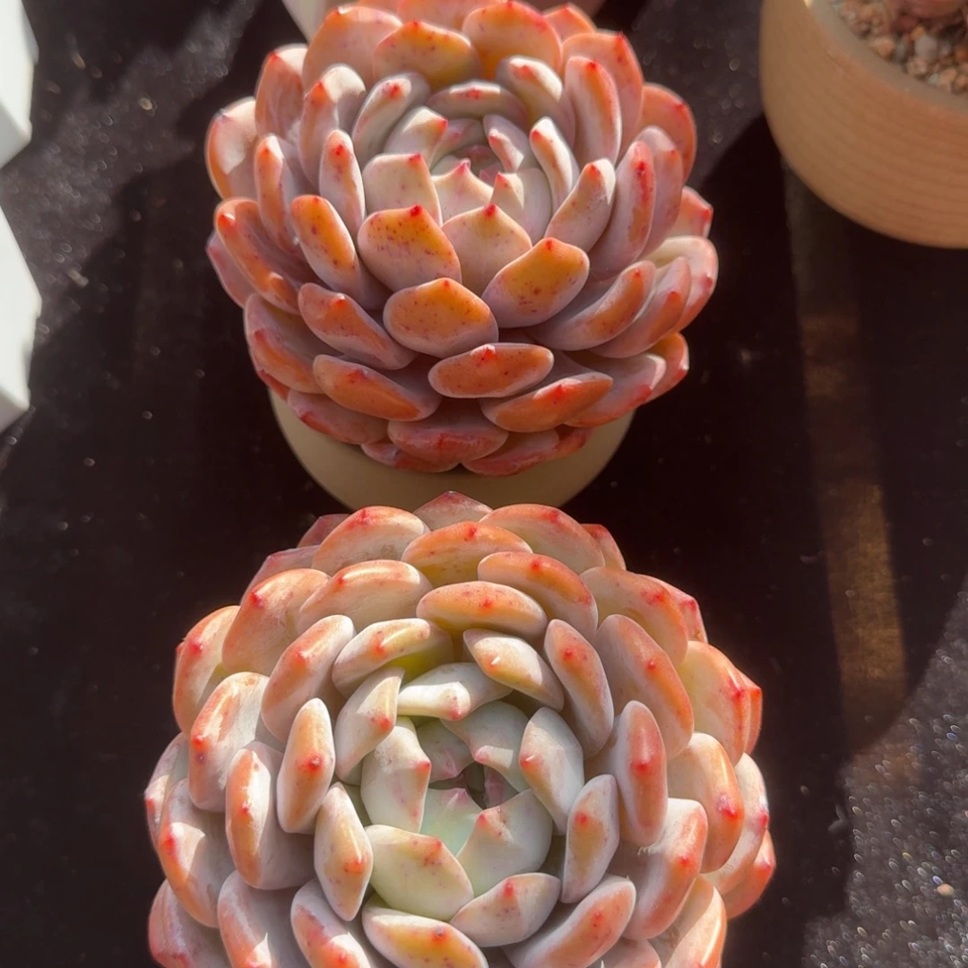 一组两颗，冠幅11-12，带盆发货