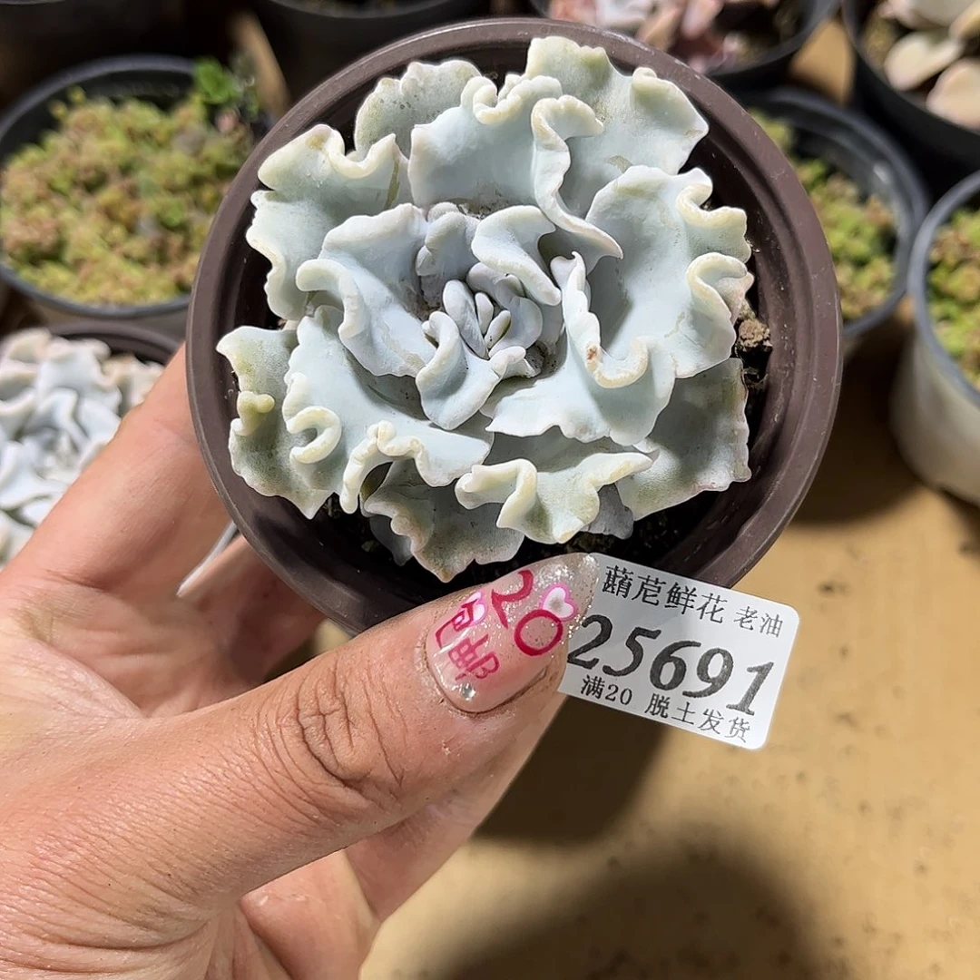 肖*25691一物一拍单头