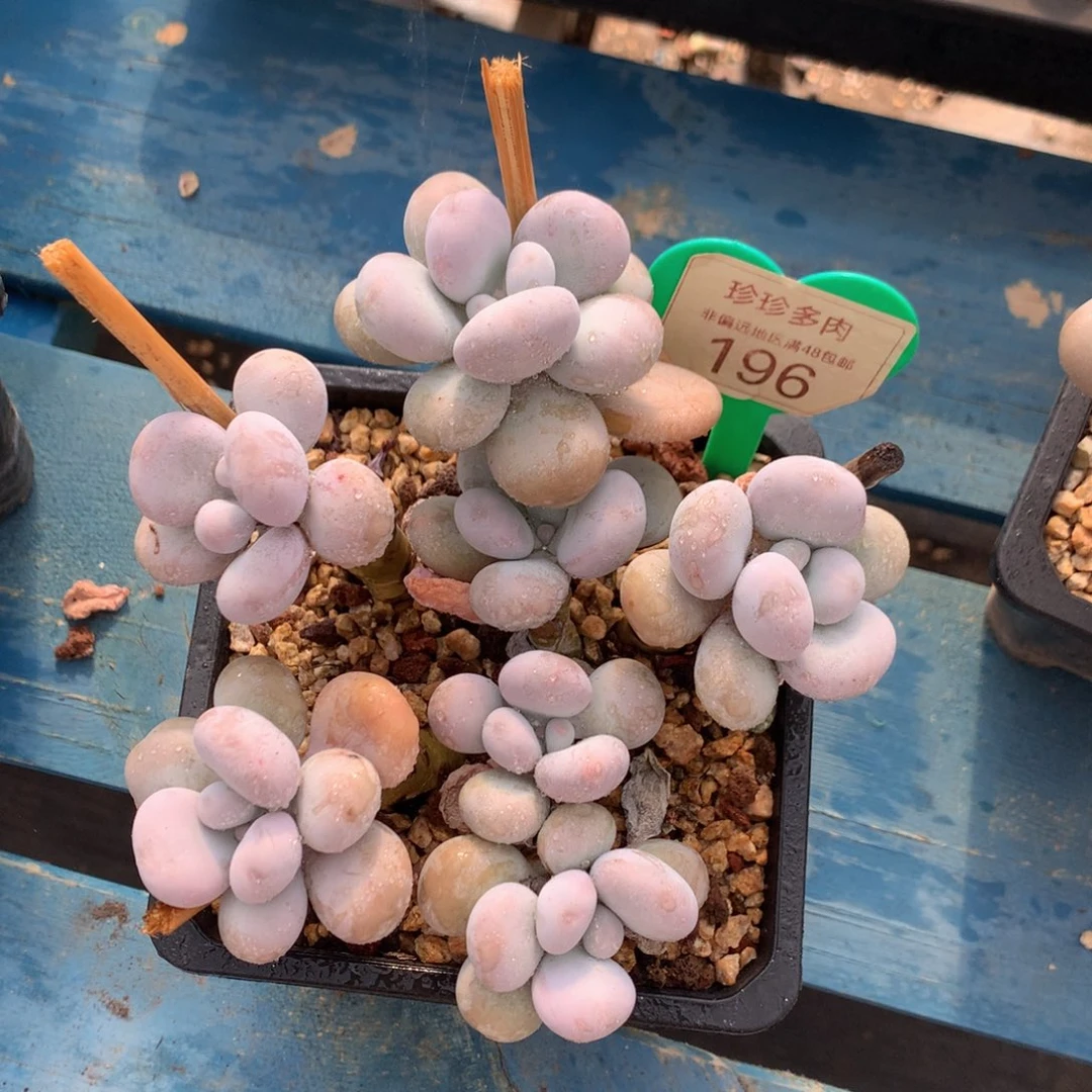 原始奶酪老桩平头196