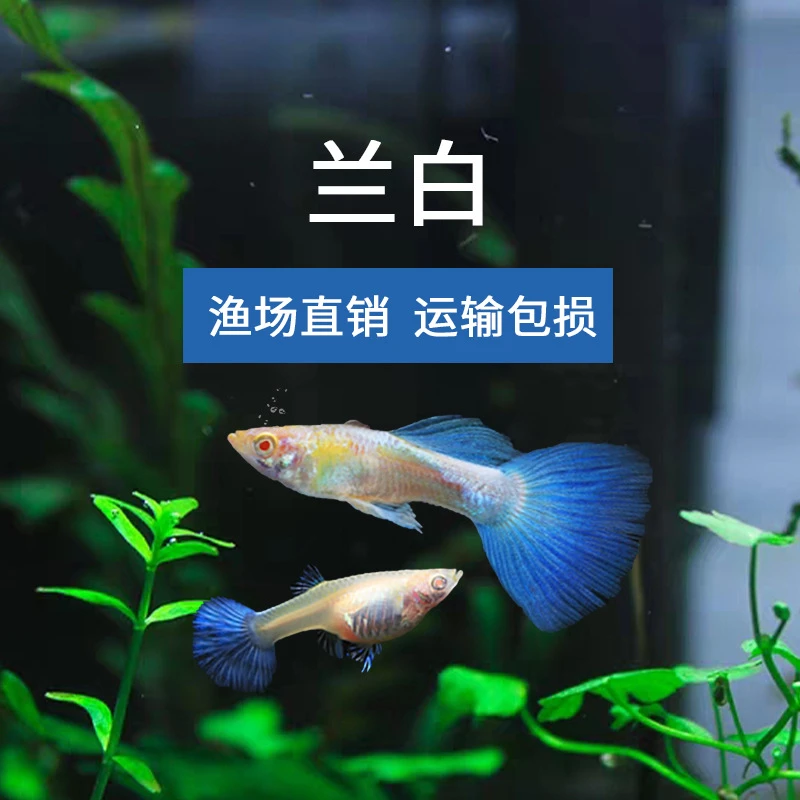 天空蓝白精品孔雀鱼皮实好养活公母搭配大孕肚