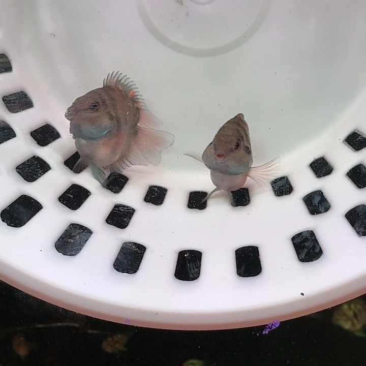 鹦鹉鱼迷你鹦鹉鱼