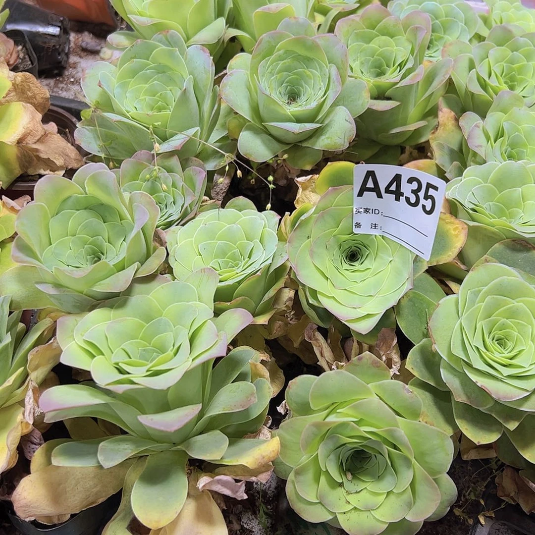 435大潘多拉玫瑰